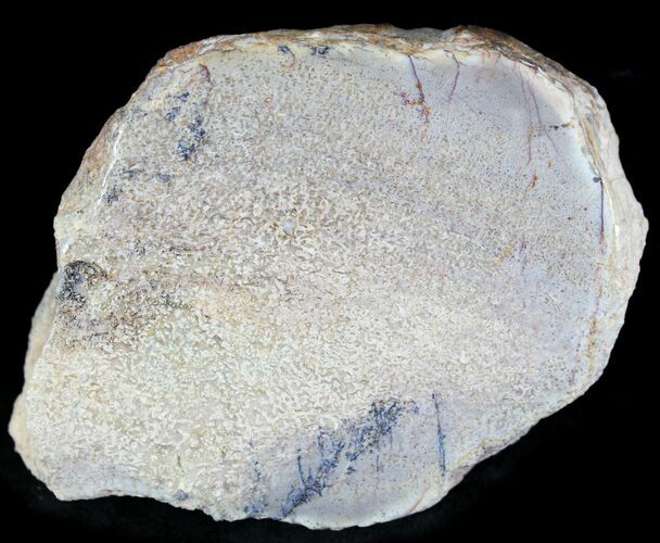 Polished Agatized Dinosaur Bone Section - x #25181